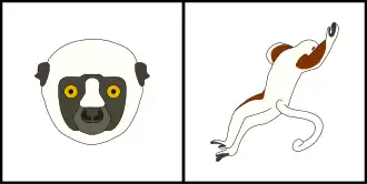 Schéma montrant la coloration typique du pelage de la tête (gauche) et du corps (droite) d'un Sifaka de Coquerel.