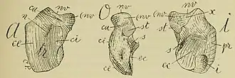 Description de l'image Proplatyarthrus talus bone.jpg.