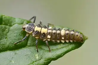 Propylea quatuordecimpunctata larve