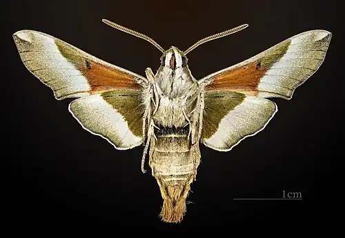 Revers du mâle (coll.MHNT)
