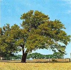 Mezquite (Prosopis algarrobilla).