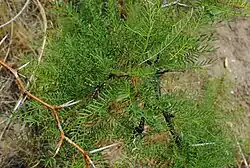 Alpataco ou Prosopis alpataco