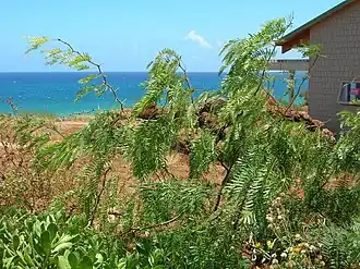 Description de l'image Prosopis juliflora.jpg.