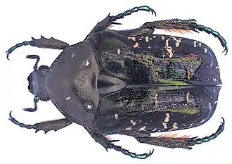 Description de l'image Protaetia orientalis orientalis (Gory & Percheron, 1833) (3546201416).jpg.