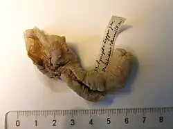 Protankyra ramiurna