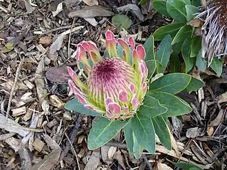 Description de l'image Protea roupelliae flower2.JPG.
