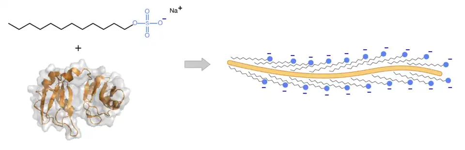 Interaction protéine-SDS