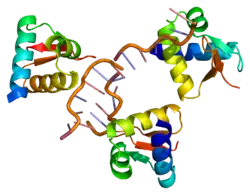 ADAR Protein.