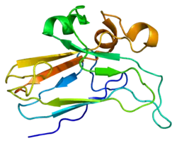 Image illustrative de l’article Éphrine B2
