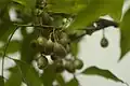 fruits immatures