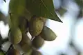 fruits immatures