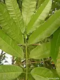 feuille