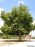 arbre entier