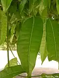 feuille