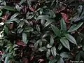 feuilles