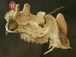 Crâne de Protoceras celer mâle.