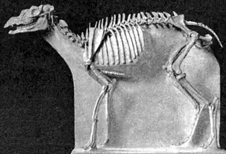 Squelette complet de Protoceras celer.