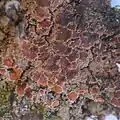 Protopannaria pezizoides