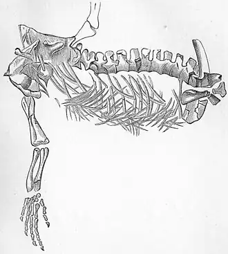 Protorosaurus