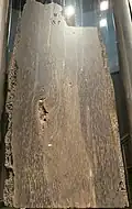 Fossile de Prototaxites exposé au Musée royal Tyrrell de paléontologie (Canada).