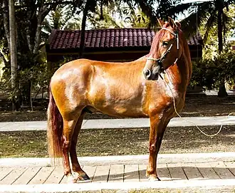 Cheval «&nbsp;trochador galopero&nbsp;» alezan