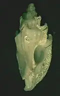 Prototyphis angasi.