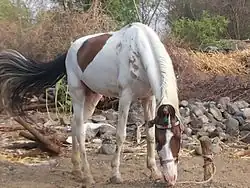Cheval roux et blanc la tête basse.