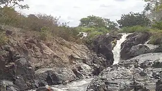 Pau Brasil (Bahia)