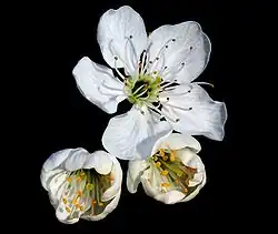Fleurs.