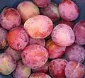 Forme sphérique à ovoïde.