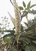 Fleurs.