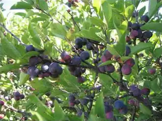 Description de l'image Prunus maritima.jpg.