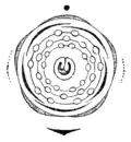 Diagramme floral de Prunus padus