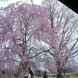 Cerisier au Banpaku Memorial Park (Osaka).