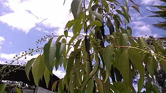 Description de l'image Prunus salicifolia 5.jpg.