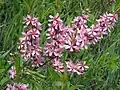 Amandier nain en fleurs.