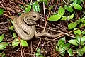 Psammodynastes pulverulentus