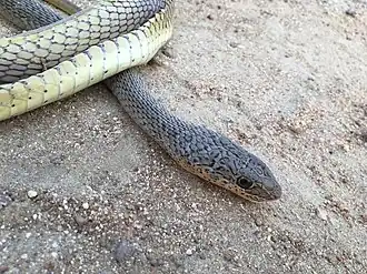 Description de l'image Psammophis phillipsii Olive Grass Racer 2.jpg.