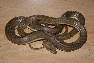 Description de l'image Psammophis rukwae 112107604.jpg.