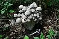Psathyrella leucotephra
