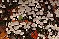Psathyrella pygmaea