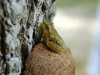 Description de l'image Pseudacris crucifer.jpg.