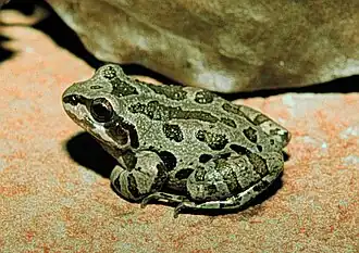 Description de l'image Pseudacris streckeri illinoensis.jpg.