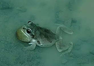 Description de l'image Pseudacris streckeri streckeri.jpg.