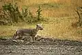 Renard gris d'Argentine (Pseudalopex griseus)