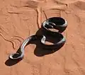 Forme noire, photographiée près de la ville de Rehoboth (Namibie)