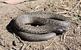 Description de l'image Pseudechis guttatus 223922861 (cropped).jpg.
