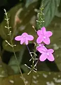 Pseuderanthemum alatum.