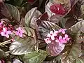 Pseuderanthemum carruthersii.
