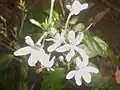 Pseuderanthemum variabile.